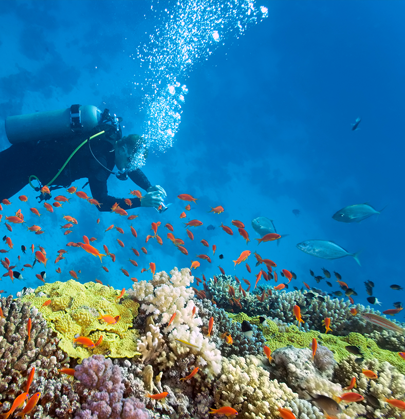 Snorkel en el Arrecife Mesoamericano